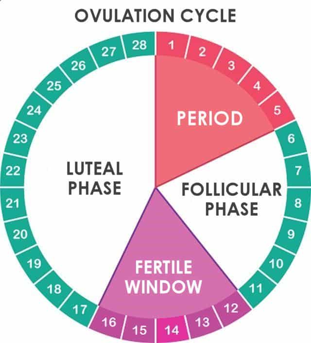 When Do You Start Ovulating After Period - PeriodProHelp.com