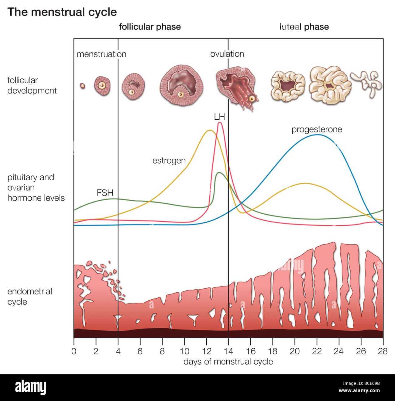 The cyclical changes that occur during the normal menstrual cycle in ...